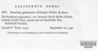 Puccinia glumarum image